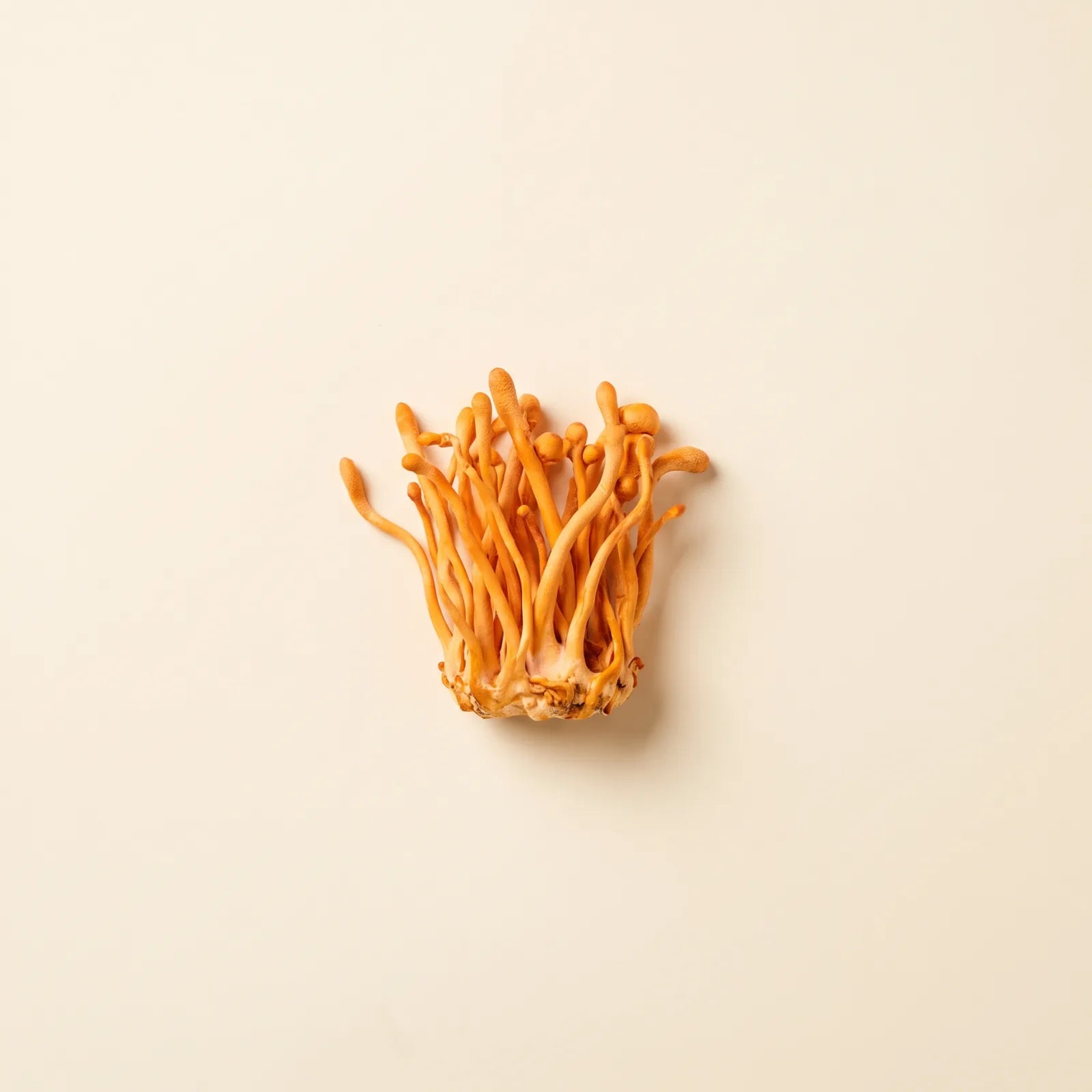 Cordyceps mushroom, slender orange fruiting bodies in a cluster