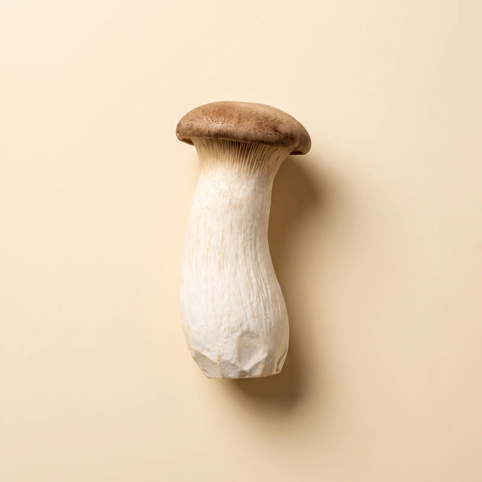 A cluster of king trumpet mushrooms with thick pale stems