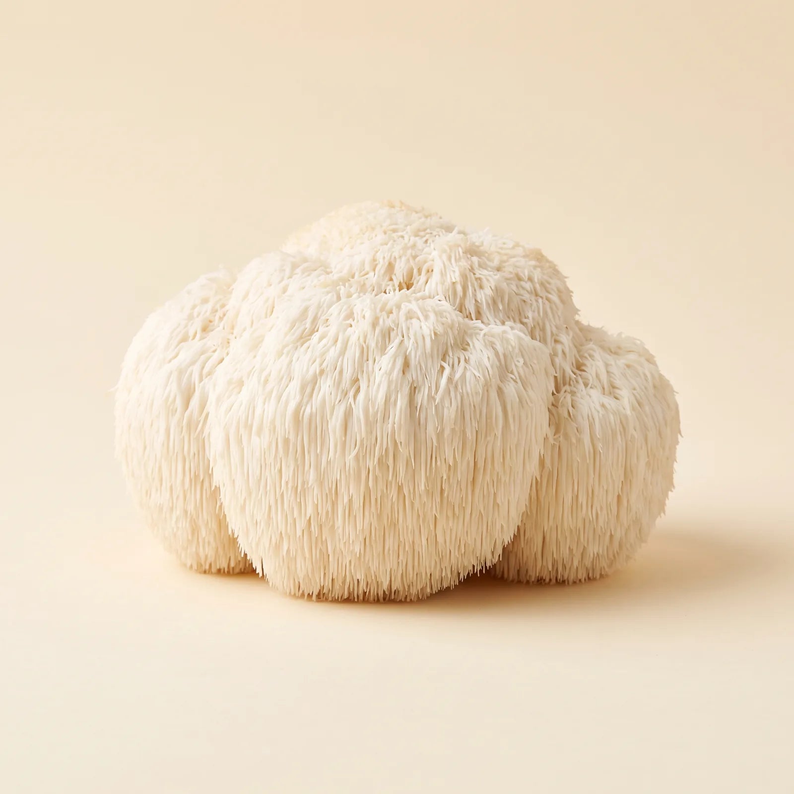 Lion's Mane mushroom, whole dried fruiting bodies on a stone surface