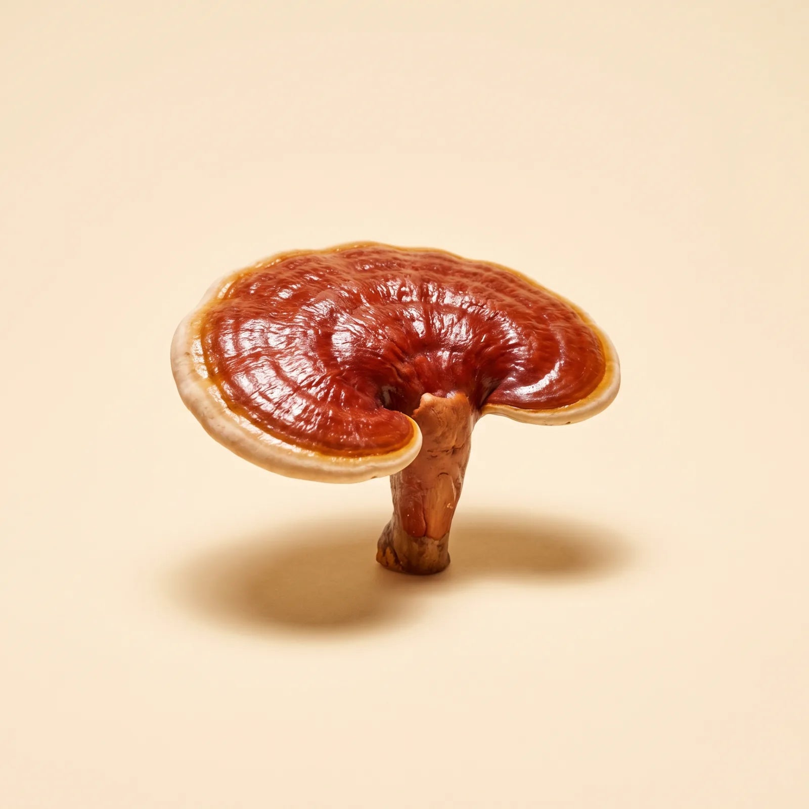 Reishi mushroom, glossy red-brown fan-shaped caps