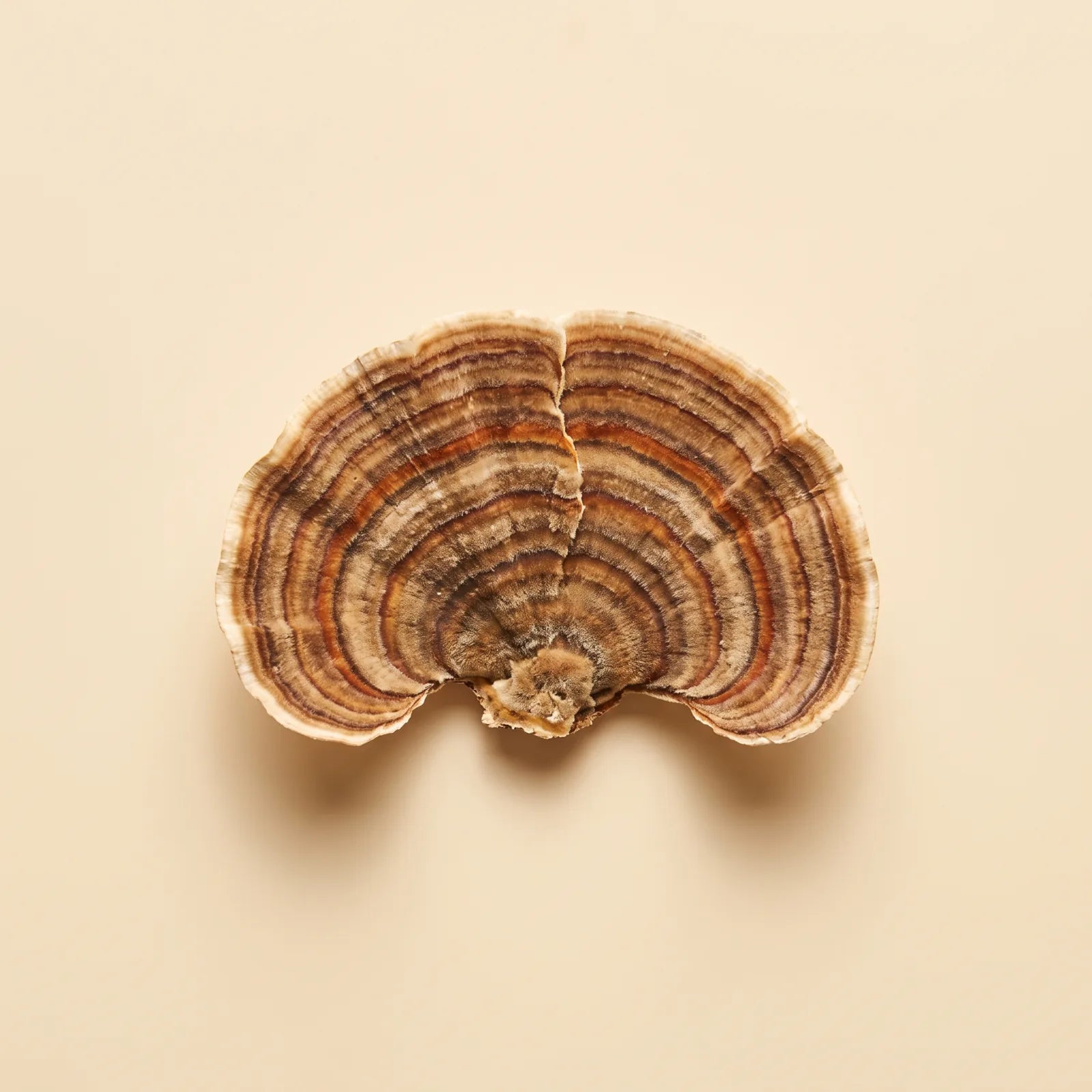 Turkey Tail mushroom, banded fan-shaped brackets